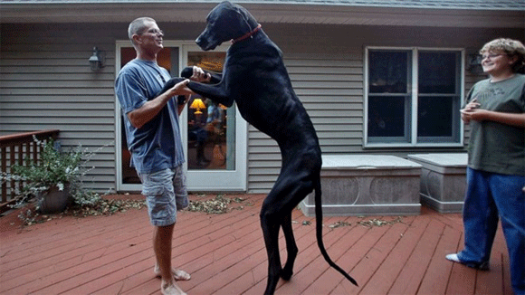 Những chú chó có chiều cao cân nặng ‘khủng’ nhất thế giới