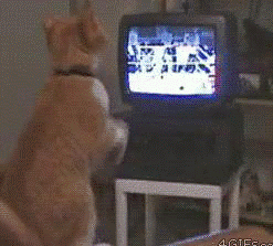 14 khoanh khac len dong cua nhung chu meo dang am muu thong tri the gioi - Anh 12