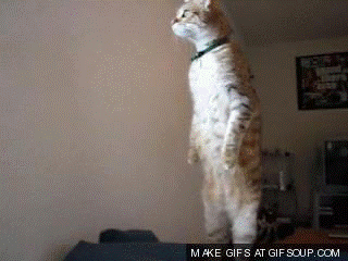 14 khoanh khac len dong cua nhung chu meo dang am muu thong tri the gioi - Anh 3