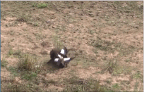 Ngỗng “đại chiến” với khỉ đầu chó để bảo vệ trứng