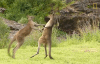 Trận “boxing” giữa hai con kangaroo đực