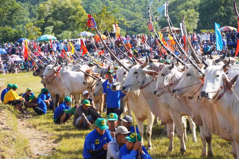 Hội Đua bò Bảy Núi lần thứ 30 quy tụ 64 đôi bò xuất sắc, đến từ 10 xã, phường trong tỉnh, mang đến những vòng đua kịch tính, hấp dẫn và đầy cảm xúc. dua-bo-2.jpg