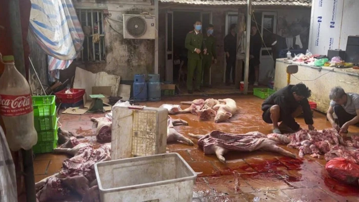 Kết quả giám định cho thấy, 100% số lợn và sản phẩm động vật đều dương tính với virus dịch tả lợn Châu Phi. Ảnh: CAND