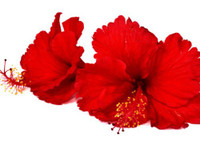 7 loại hoa tăng ham muốn 