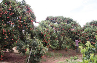 Vải đỏ đồi, người đỏ mắt ảnh 3 Bắc Giang, Lục Ngạn, vải thiều, rớt giá...