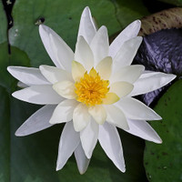 7 loại hoa tăng ham muốn 