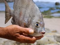 Sang Nga tắm biển, cẩn thận mất "đồ quý"" ảnh 1