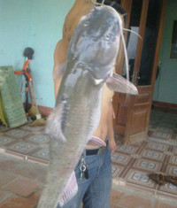 Những “quái ngư” khổng lồ ở Việt Nam ảnh 12