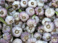 "Tiên tỏi" chống bệnh ung thư ảnh 6