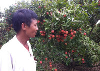 Vải đỏ đồi, người đỏ mắt ảnh 1 Bắc Giang, Lục Ngạn, vải thiều, rớt giá...