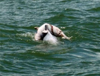 Rơi lệ với bộ ảnh tình mẫu tử của loài vật