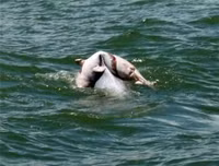 Rơi lệ với bộ ảnh tình mẫu tử của loài vật