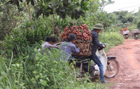 Vải đỏ đồi, người đỏ mắt ảnh 2 Bắc Giang, Lục Ngạn, vải thiều, rớt giá...