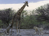 Trận chiến sư tử quần hươu cao cổ ảnh 4  - 4