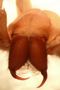 Quái thú tiểu vùng sông Mê kông ảnh 5