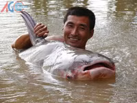 Những “quái ngư” khổng lồ ở Việt Nam ảnh 6