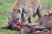 Rùng mình xem linh cẩu săn mồi đẫm máu ảnh 2