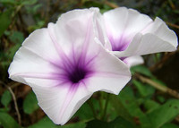 7 loại hoa tăng ham muốn “chuyện ấy“ ảnh 1