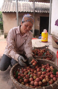 Vải đỏ đồi, người đỏ mắt ảnh 5 Bắc Giang, Lục Ngạn, vải thiều, rớt giá...