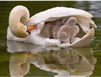 Rơi lệ với bộ ảnh tình mẫu tử của loài vật