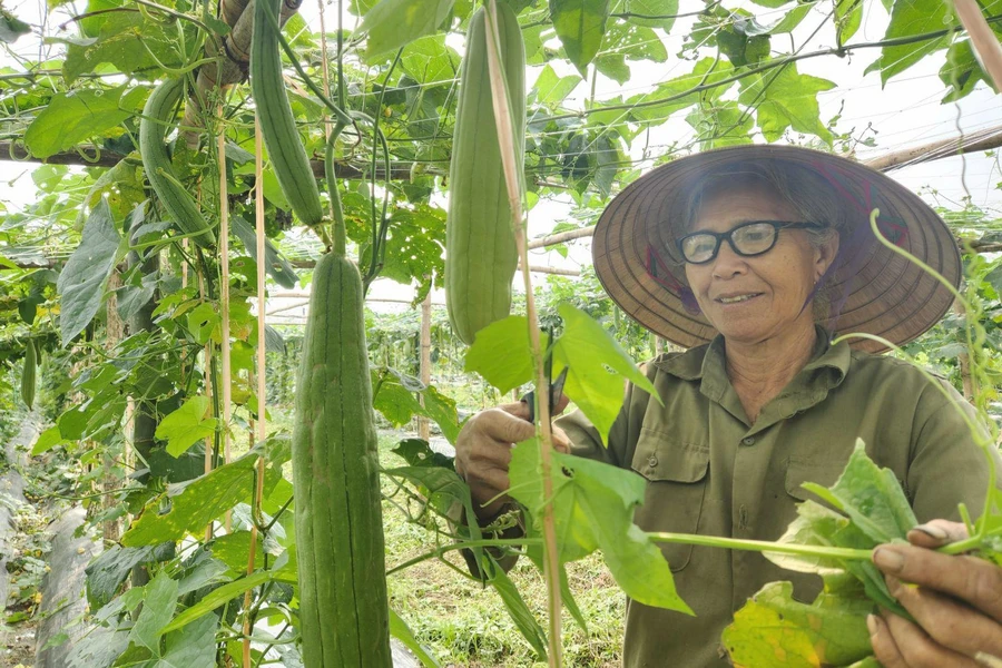 Người dân xã Thanh Tiên, huyện Thanh Chương, tỉnh Nghệ An chăm sóc cây mướp.