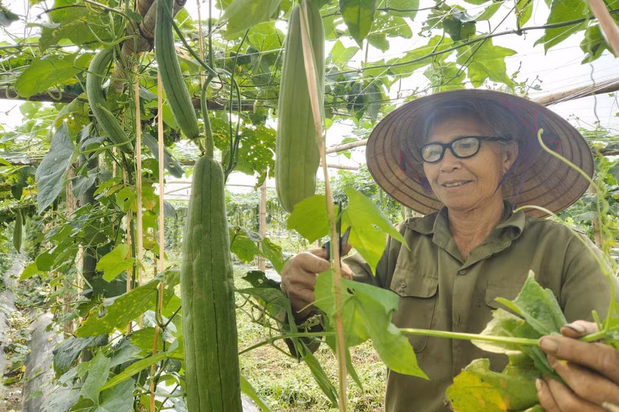 Người dân xã Thanh Tiên, huyện Thanh Chương, tỉnh Nghệ An chăm sóc cây mướp.