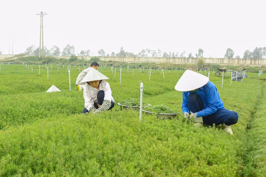 Cánh đồng rau nhót của anh Trần Văn Quân ở TX Hoàng Mai, Nghệ An.
