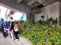 Chợ đào quất ế ẩm ngày cận Tết, tiểu thương ngán ngẩm bán đồng giá