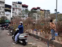 Chợ đào quất ế ẩm ngày cận Tết, tiểu thương ngán ngẩm bán đồng giá