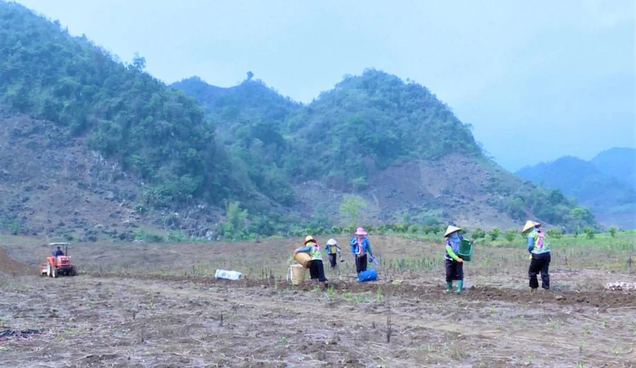 Người dân xã Pú Nhung trồng ngô.