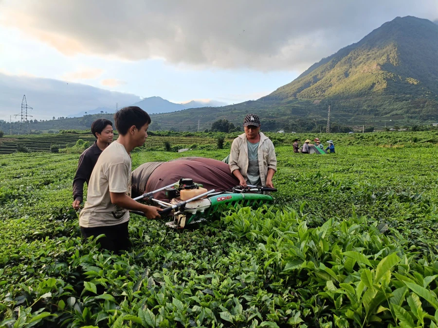 Người dân xã Bản Bo, huyện Tam Đường thu hái chè.