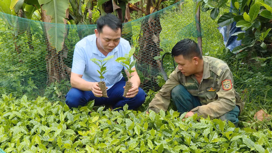 Người dân xã Chiềng Sinh chú trọng phát triển kinh tế hướng tới giảm nghèo bền vững.
