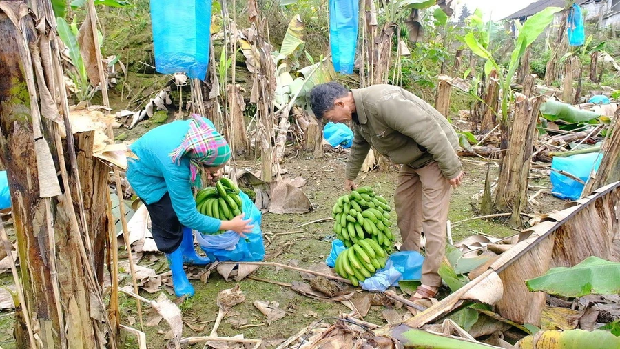 Huyện Mường Khương nỗ lực tạo sinh kế để người dân tự vươn lên thoát nghèo.