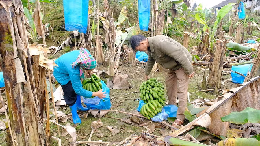 Huyện Mường Khương nỗ lực tạo sinh kế để người dân tự vươn lên thoát nghèo.