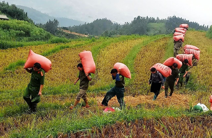 Hơn 100 bao thóc của gia đình ông Thào A Chư, phường Sa Pả để ngoài đồng đã được lực lượng Công an vận chuyển về cất trữ trong nhà. 