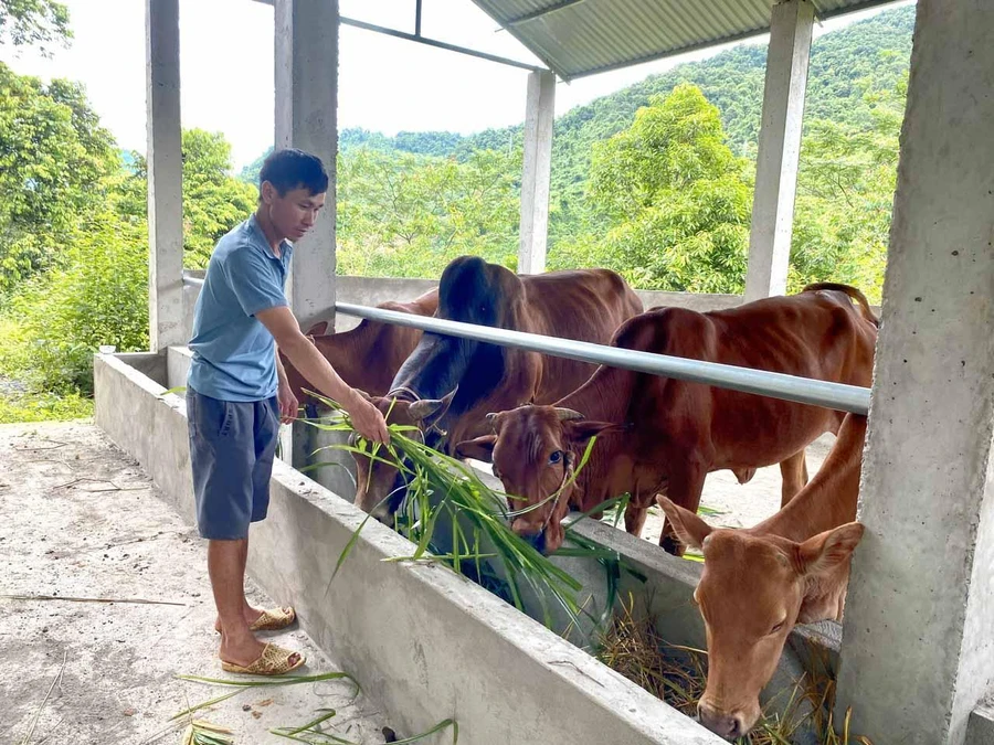 Người dân thị trấn Phong Thổ, huyện Phong Thổ mở rộng quy mô chăn nuôi đại gia súc theo hướng hàng hóa.