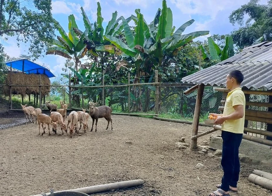 Mô hình chăn nuôi hươu của ông Lý A Phừ, xã Dào San, huyện Phong Thổ.