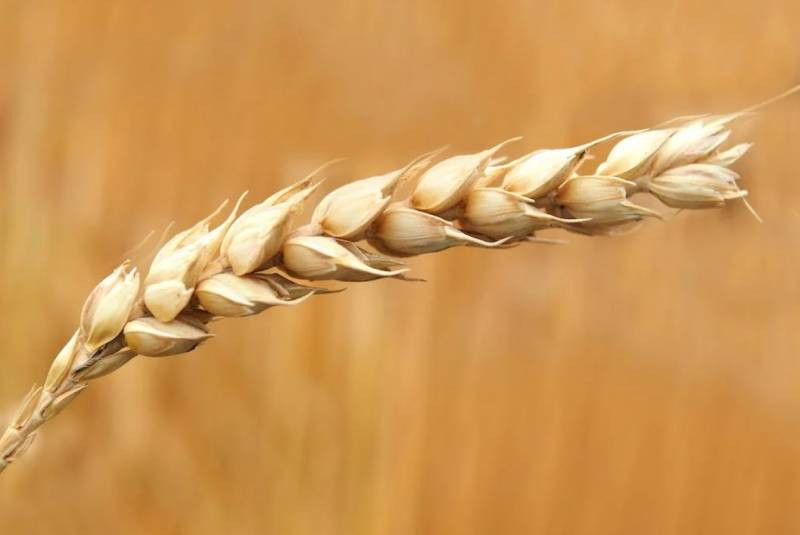 Phương Tây đang có toan tính gì với Nga khi đưa ra đề xuất về một thỏa thuận ngũ cốc mới?