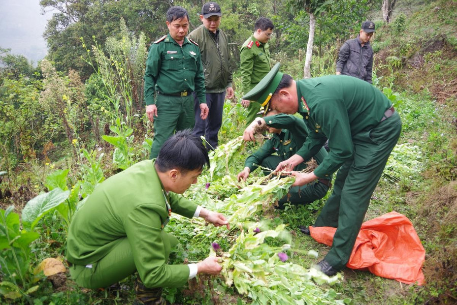 Các lực lượng phá nhổ và kiểm đếm cây thuốc phiện. Ảnh: Tiến Thắng