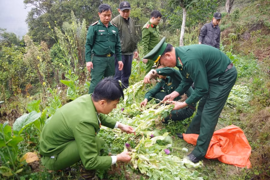 Các lực lượng phá nhổ và kiểm đếm cây thuốc phiện. Ảnh: Tiến Thắng