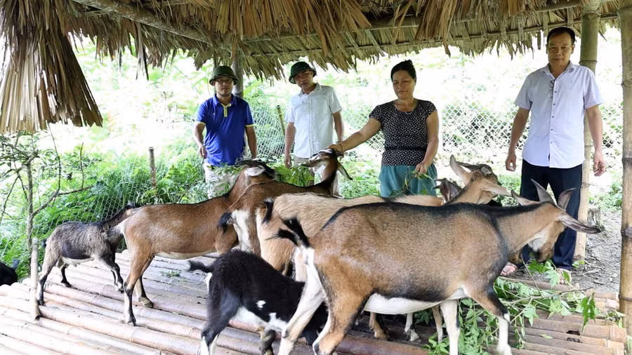 Mô hình nuôi dê sinh sản của gia đình bà Ma Thị Chiếu, thôn Ngọc Minh, xã Minh Quang (Lâm Bình). Ảnh: Xuân Cường