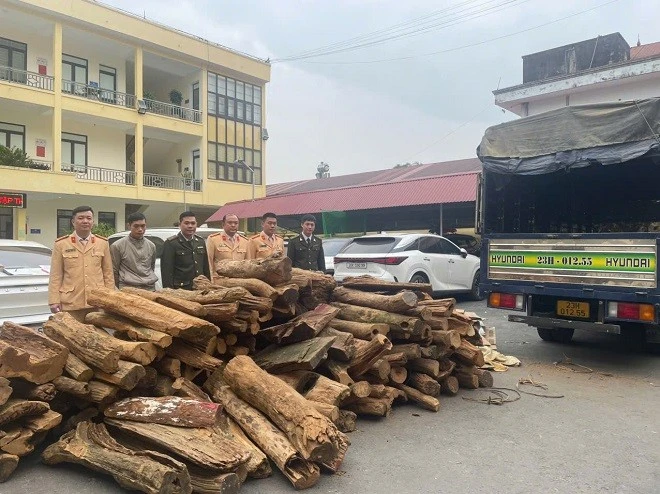 2,5 tấn gỗ bách xanh quý hiếm được tổ công tác bắt giữ. Ảnh: Công an tỉnh Hà Giang