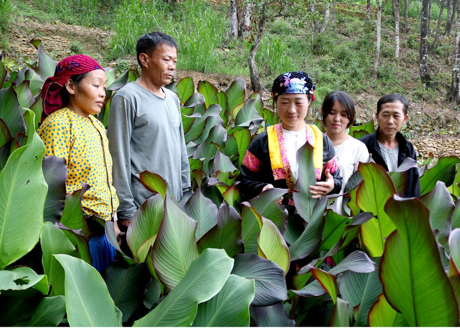 Nông dân xã Ma Lé mạnh dạn chuyển đổi từ cây ngô sang các loại cây trồng có hiệu quả hơn. Ảnh: Thanh Thuỷ