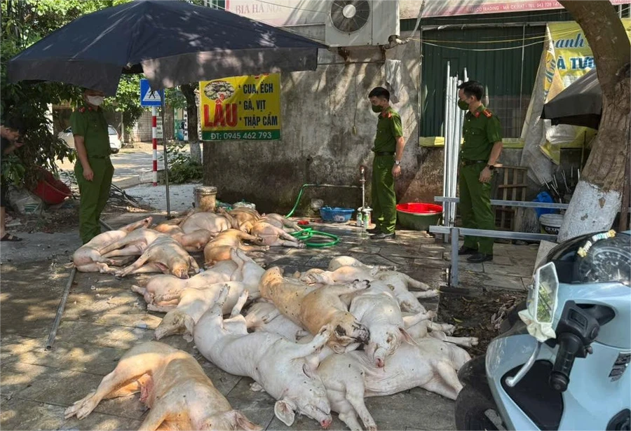 Số lợn không đảm bảo vệ sinh thú y bị phát hiện. (Ảnh: CACC)