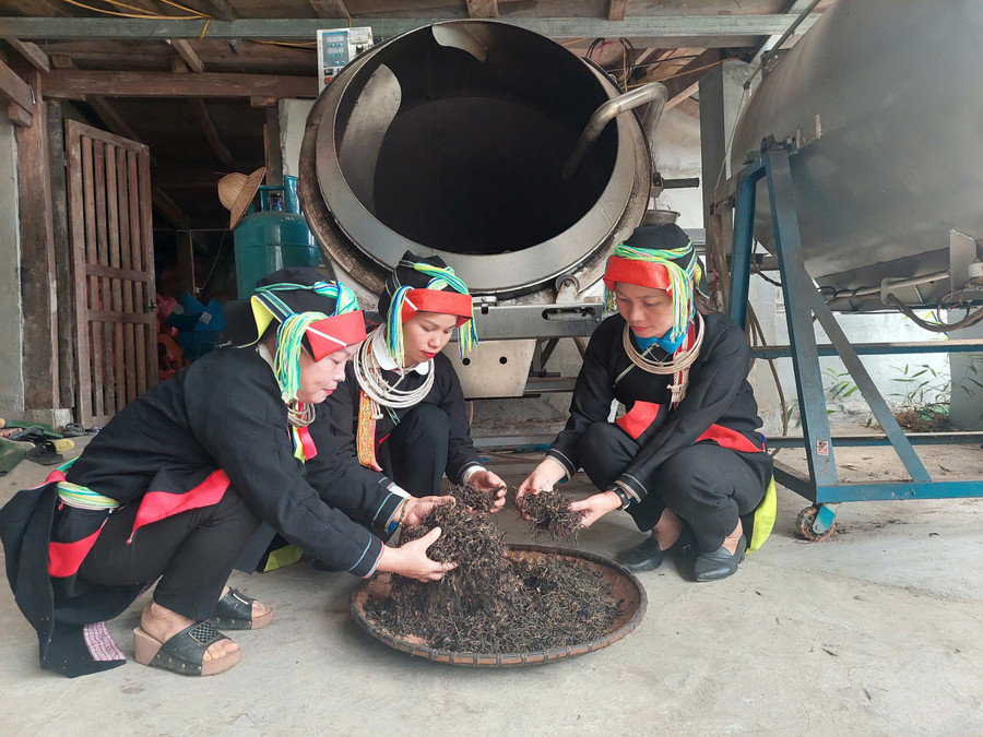 Người dân xã Cao Bồ (Tuyên Quang) chế biến chè shan tuyết theo phương pháp truyền thống.