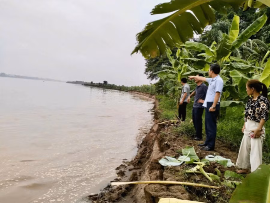 Bờ sông Thao tại xã Lâm Thao bị sạt lở nghiêm trọng.