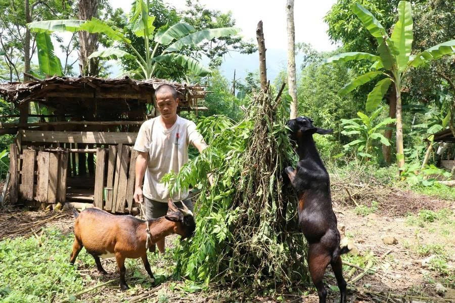 Nông dân xã Quy Đức (Phú Thọ) phát triển đàn dê từ Chương trình hỗ trợ dê sinh sản của Nhà nước.