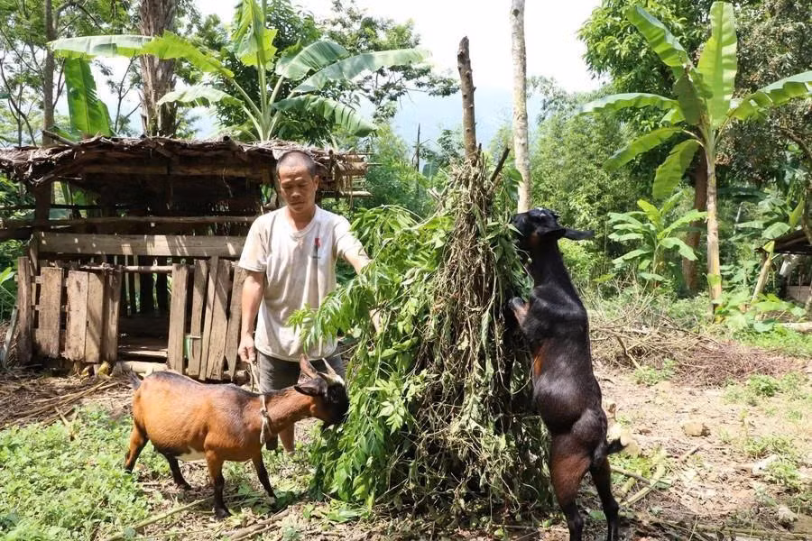 Nông dân xã Quy Đức (Phú Thọ) phát triển đàn dê từ Chương trình hỗ trợ dê sinh sản của Nhà nước.