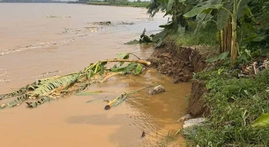Sạt lở sau mưa lớn, nhiều diện tích chuối và hoa màu bị cuốn trôi.