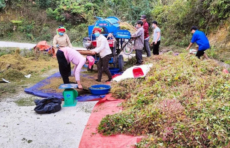 Cây tam giác mạch được trồng và thu hoạch tại Hà Giang.